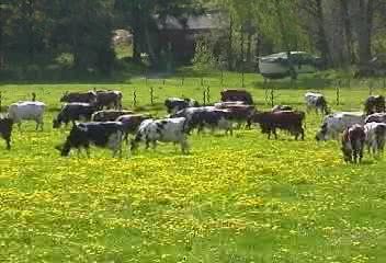 Lännestad 2000. Fotot taget av Maud och Lasse