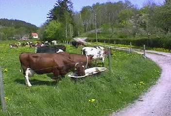 Lännestad 2000. Fotot taget av Maud och Lasse