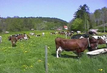 Lännestad 2000. Fotot taget av Maud och Lasse