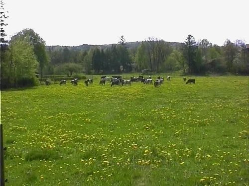 Lännestad 2002. Fotot taget av Maud och Lasse